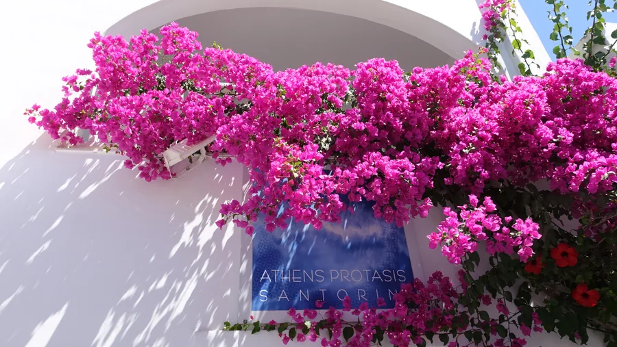 Vivid pink flowers spilling across a sunlit white wall.